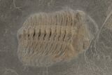 Pyritized Trilobite (Chotecops) Fossil - Bundenbach, Germany #209894-1